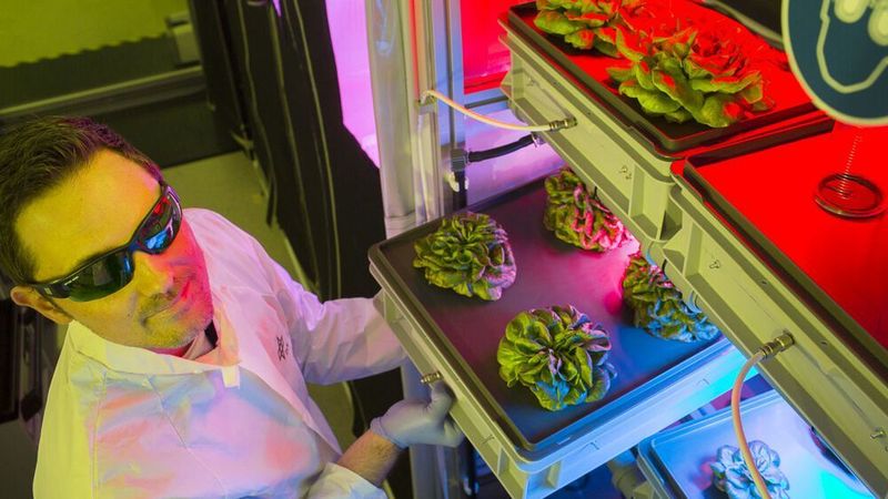 Wissenschaftler innerhalb des EDEN-Labors bei der Salaternte.  (EDEN ISS / CC BY 3.0)