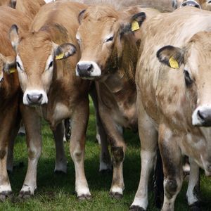 ((c)  Peter Manning, Senckenberg)