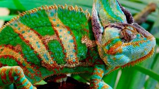 Wie ein Chamäleon sich seiner Umgebung anpasst muss sich künftige Maschinentechnik individuellen Produktionserfordernissen anpassen können. (gemeinfrei)