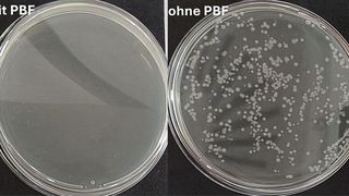 Wachstum von Escherichia coli Bakterien nach Behandlung mit PBF (l.) und ohne Behandlung (r.). Vitale Bakterien wachsen als weiße Kolonien auf dem Nährboden 
 (Bild: Fraunhofer FEP)