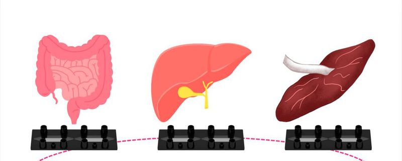 Drei-Organ-System Mit Darm, Leber und Plazenta auf einem biochip (Bild: Dynamic42 GmbH)