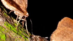 Regime shifts in the Atlantic Ocean, which have subsequently affected the Baltic Sea, are also impacting moths in Lapland, according to a new study conducted at the University of Turku in Finland. (Source: University of Turku)