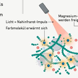 Teil 2: Ein Nahinfrarot-Puls aktiviert den Farbstoff. Dieser erwärmt sich und zersetzt damit das Proteinnetz in einzelne Lysozym-Moleküle (grüne Kreise). Zudem werden Magnesium-Ionen freigegeben (dazu später mehr).(Bild:  Fig. 1 (verändert) /Xuan Q et al. / CC BY 4.0)