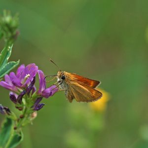 Zu den Arten, die untersucht wurden, gehört der Mattscheckige Braun-Dickkopffalter (Thymelicus acteon), dessen Entwicklung über die letzten zwei Jahrzehnte unsicher ist.