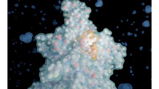 Pflanzliche Proteine stärker zu nutzen, wäre gut, aber sie können bittere Peptide enthalten. Mit einer neuen KI lässt sich ihr Geschmack nun aber vorhersagen, um gezielt die richtigen Peptide herzustellen. Das Bild zeigt die Rezeptortasche für Bitteres mit gebundenem Tripeptid (gelblich). (Bild: F. Bößl / Leibniz-LSB)
