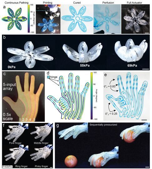 Image-based pressure path planning for the generation of complex soft robotic matter.(Source:  Harvard University)