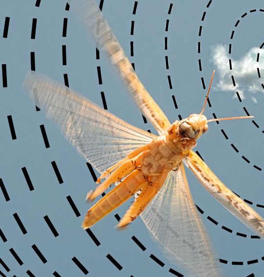 Fliegende Wüstenheuschrecke unter dem blauen Himmel mit dem von der Sonne erzeugten Polarisationsmuster. Fliegende Wüstenheuschrecke unter dem blauen Himmel mit dem von der Sonne erzeugten Polarisationsmuster.