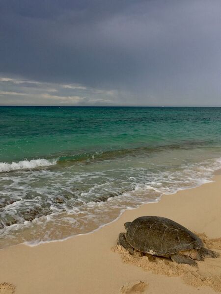 In the Cayman Islands, the green turtle population was thought to be almost extinct by mid-20th century, mainly due to over-harvesting.  (Amanda Brown/Cayman Islands Department of Environment)