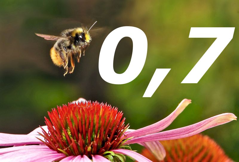 cm² Fläche haben die Flügel einer Hummel. Ihre Flügel bewegen sich 150 mal pro Sekunde und sie wiegt durchschnittlich 1,2 g. 1996 wurde der experimentelle Beweis erbracht, dass Hummeln rückwärts fliegen können. Hummeln können theoretisch bis 9.000 m hoch fliegen. (Bild: Pixabay unter CC0 Public Domain)