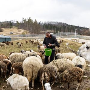 Auf dem Areal der Teststrecke gibt es schier endlose Heiden, Mager- oder Streuobst-Wiesen, Hecken und Wälder, die alle zu erhalten sind.(Bild:  Mercedes-Benz)