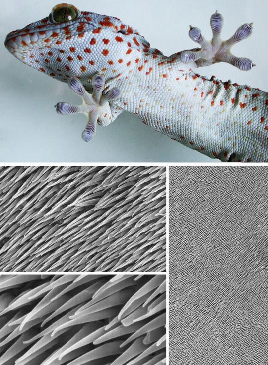 Rasterelektronenmikroskopische Aufnahmen zeigen die winzigen Härchen, sogenannten Setulae, auf der Echsenhaut. (Bild:  © Filippov et al.)