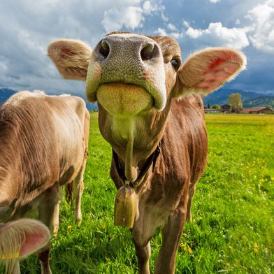 Bei der Verarbeitung von Kuhmilch fallen in der Lebensmittelindustrie große Mengen an Molke an. Sie dient als Rohstoff für die neue Technologie zur Kohlendioxid-Abscheidung. (Bild: Adobe Stock / www.dominikultes.de)