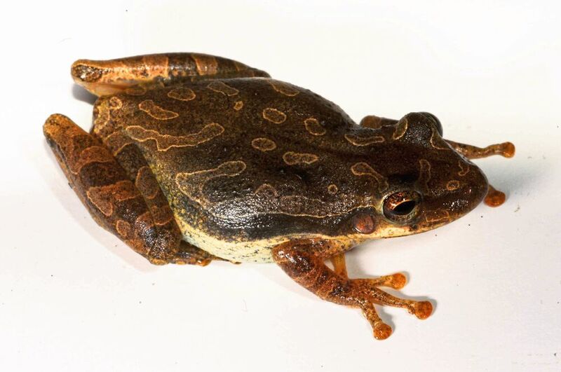 Der zwischen 33 und 38 Millimeter große Frosch hat keine natürlichen Freßfeinde auf den Inseln. (Senckenberg/Ernst)