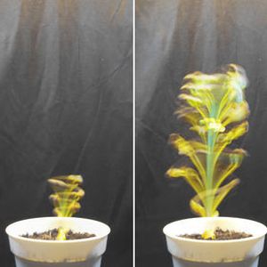 (Projekt flora robotica)