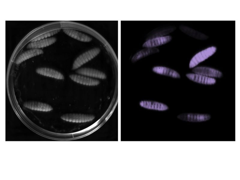 Die Insektenlarven wurden mit P. asymbiotica infiziert. Da die Bakterien biolumineszent sind, leuchten die Larven im Dunkeln. (Ralf Heermann, LMU)