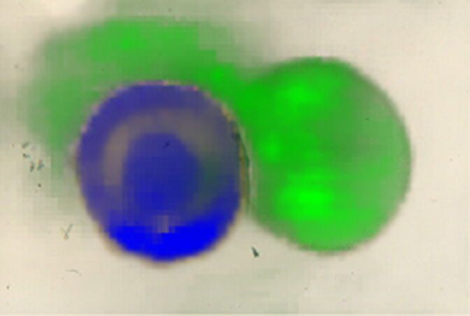 Bakterien verbünden sich gegen Amöbe  Kooperation gibt es auch bei Bakterien. Pseudomonas sp. SZ40 und Paenibacillus sp. SZ31 verbünden sich, um nicht gefressen zu werden. Die Kooperation der beiden Bakterien beruht auf einem Naturstoff, einem Lipopeptid namens Syringafactin. Es wird von Pseudomonas produziert, jedoch erst durch eine von Paenibacillus verursachte Modifikation für angreifende Amöben gefährlich. Gemeinsam schützen sich die Bakterien so vor ihrem Fressfeind, wie ein Team vom Leibniz-Institut für Naturstoff-Forschung und Infektionsbiologie (Leibniz-HKI) nun gezeigt hat. Mittels bildgebender Massenspektrometrie (MALDI) wird das Zusammenspiel sichtbar: In Blau das von Pseudomonas syringae SZ57 produzierte Lipopeptid Syringafactin, in Grün das bereits durch Paenibacillus sp. SZ31 veränderte und nun für Amöben toxische Lipopeptid.      Hier gehts zur Originalmeldung Wissenschaftsbild des Tages vom 26.2.2026   (Bild: Leibniz-HKI)