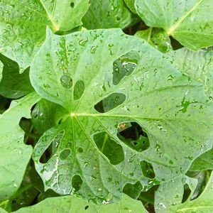 Typischer Fraßschaden an den Blättern der Süßkartoffel Ipomoea batatas: Ein Forscherteam fand heraus, dass ein einziger Duftstoff aus dem chemische Vokabular der Pflanze, nämlich (E)-3,8-Dimethyl-1,4,7-nonatriene oder kurz DMNT, Nachbarpflanzen in Alarmbereitschaft versetzen kann, damit sie ihre Abwehr gegen Insektenbefall aktivieren. 