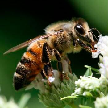 A new study finds that many common methods for minimizing pesticides’ impact on bees — even some recommendations on product labels — are backed by minimal scientific evidence. A new study finds that many common methods for minimizing pesticides’ impact on bees — even some recommendations on product labels — are backed by minimal scientific evidence.