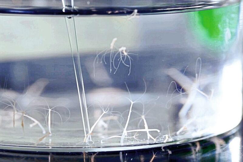 Das Beispiel des Süßwasserpolypen Hydra zeigt, dass eine Überfütterung des Mikrobioms möglichweise zur Krankheitsentstehung beiträgt. (© Kiel Life Science)