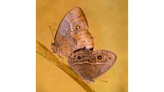 A mating pair of dry-season (left) and wet-season (right) B. anynana butterflies.  (Source: William Piel)