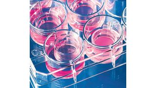 Abb.2: Die Zellkultur-Einsätze Inserts 2in1 können sowohl stehend als auch hängend in nahezu jeder Standard-Multiwell-Platte eingesetzt werden. (BRAND)