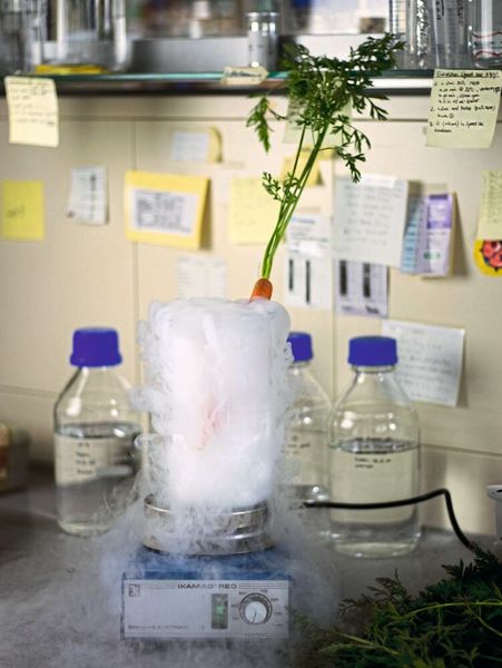 Für die Herstellung des Karottenextrakts werden die Karotten im Labor zunächst schockgefroren und anschließend gefriergetrocknet, um die  Flüssigkeit schonend  zu entziehen. (Bild: Ralf Weiskopf)