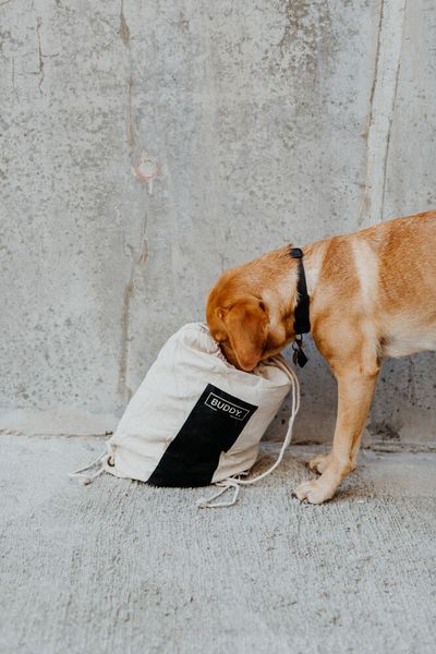 Buddy. Büggel nennt sich ein flexibel nutzbarer Liegeplatz für den Hund. Garn aus recycelten PET-Flaschen dient zu seiner Herstellung. Schnell sei er vom Schlafplatz zum Rucksack mit Handtuch umwandelbar. (Buddy.)