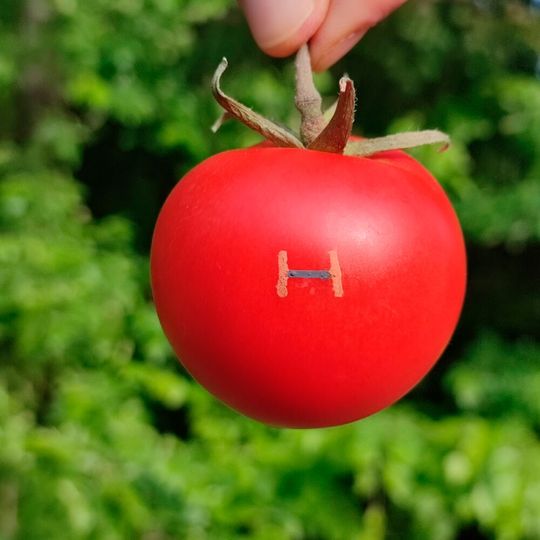 Hier sieht man einen der gedruckten Magnetfeldsensoren auf Basis von Eisen, Eisenoxid und Zellulose (oder auch Stärke) auf einer Tomate, was laut Helmholtz-Zentrum Dresden-Rosdorf ein gutes Beispiel für eine nachhaltigere Bioelektronik ist.(Bild:  Lin Guo)