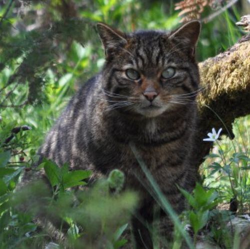 A wildcat which is part of the Saving Wildcats conservation breeding for release programme which conducted the first release of wildcats to the Cairngorms National Park, Scotland in 2023.
