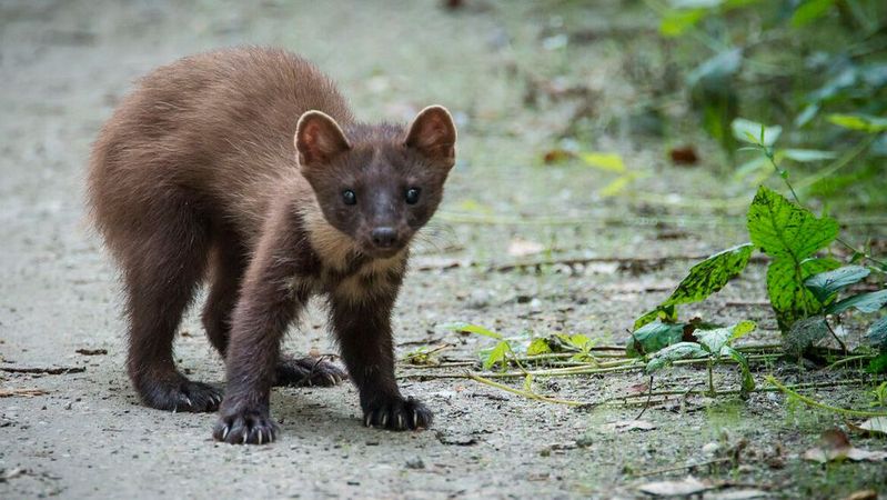 Mit dem Frühjahr startet die Beißsaison für Marder: Auf Duftmarken fremder Artgenossen in ihren Revieren reagieren sie besonders agressiv. Gefährdet sind die Kabel in Motorinnenräumen, wohin sich die Tiere nachts zurückziehen. (Bild:  frei lizenziert /  Pixabay)