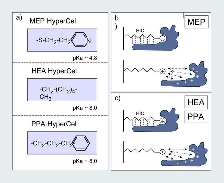 Abb. 1: a) HyperCel Mixed-Mode Sorbentien zur effizienten und wirtschaftlichen Proteinaufreinigung. b) MEP HyperCel (pKa 4,8) ist unter den empfohlenen Beladungsbedingungen (PBS, pH 7,4) nicht geladen. Die pH-Senkung bewirkt eine Ladungsinduktion auf dem Sorbens und eine Verstärkung der Proteinladung. c, HEA HyperCel und PPA HyperCel (pKa 8,0) sind bereits unter den empfohlenen Beladungsbedingungen positiv geladen. Die pH-Senkung bewirkt eine Verstärkung der Proteinladung und somit die Elution des Proteins.  (Bild: Pall)