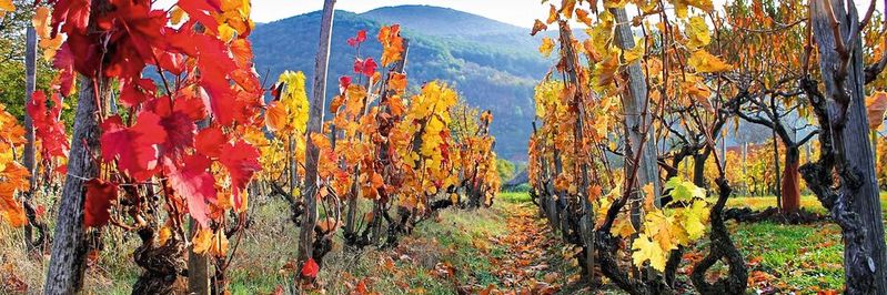 Präzision und Sorgfalt sind bei der Weinherstellung im gesamten Herstellungs- und Abfüllungsprozess entscheidend, damit eine gleichbleibende Qualität gewährleistet werden kann. Diesen Anspruch stellt die italienische Winzerei Ferrari auch an die Technik.(Bild:  Netzsch)