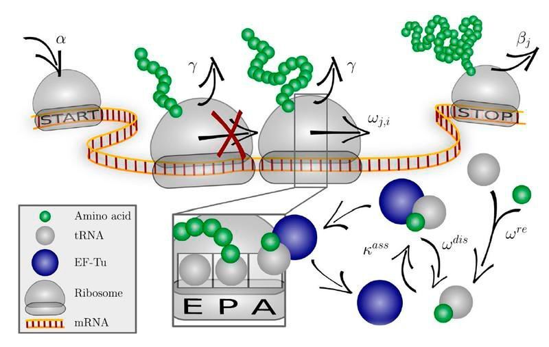 Das Codon-spezifische Elongationsmodell (COSEM) simuliert die Proteinsynthese. (Scientific Reports)