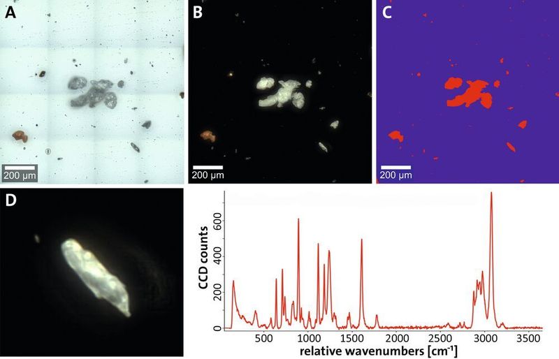 Fig. 1: Witec Raman microscopes equipped with Particlescout generate large-area images at high magnification in order to identify particles; (A)-(B): Large-area bright-field (A) and dark-field (B) images of a mixture of microplastic particles; (C): Detected particles are represented as a two-color mask; (D): A single particle and its Raman spectrum. (Witec)