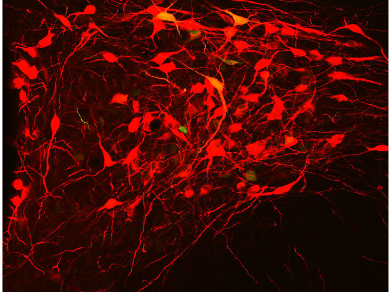 Eine kleine Gruppe Oxytocin-produzierender Nervenzellen (rot) koordiniert die Freigabe von Oxytocin über Blut und Rückenmark. (Bild: © Eliava et al., 2016)