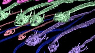 Computertomografische Ansichten der Knochenstruktur von weiblichen und männlichen Aalen verschiedener Reifestadien. ... (Ausschnitt) (© Freese et al.)