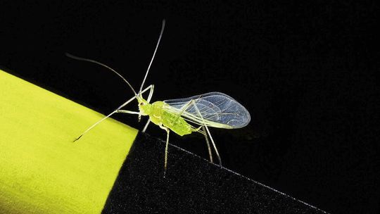 Eine Blattlaus ist auf ihrer Lieblingsfarbe gelandet Eine Blattlaus ist auf ihrer Lieblingsfarbe gelandet