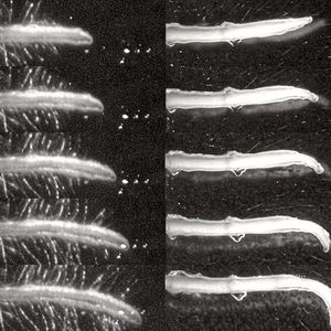 (IST Austria – Yuzhou Zhang/Friml Gruppe)