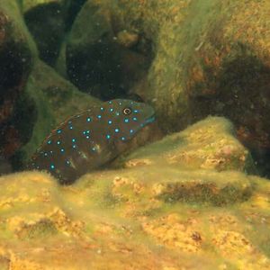 The exploration behavior of Eretmodus cyanostictus is medium.(Source:  University of Basel, Adrian Indermaur)