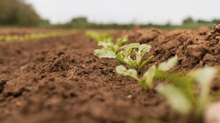 Fig. 1: Il contenuto di humus nel terreno contribuisce a determinare la resa di un appezzamento agricolo. (Immagine simbolica) (Immagine: ©Lukas - stock.adobe.com)