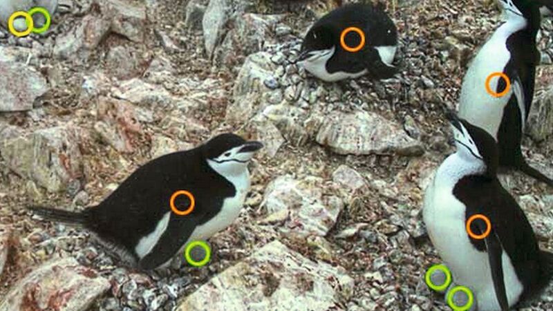 Pinguinüberwachung: Orangefarbene Kreise kennzeichnen Erwachsene, grüne Kreise Küken und gelbe Kreise Eier. (Bild: Alasdair Davies, ZSL)