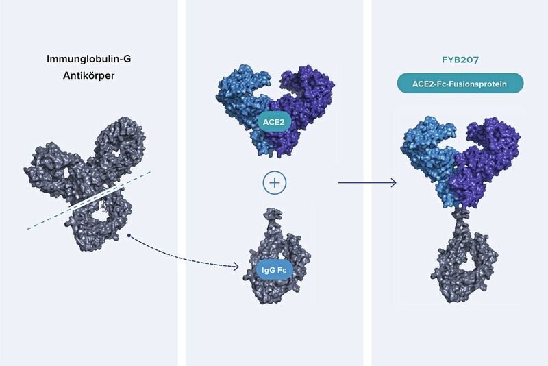 Das Fusionsprotein FYB207 enthält den Teil des ACE2-Proteins, den das Virus zum Andocken braucht sowie einen Teil des menschlichen Immunglobulins IgG4. Indem es die Spike-Proteine des Virus blockiert, unterbindet FYB207 im Zellkulturversuch die Infektion zuverlässig.