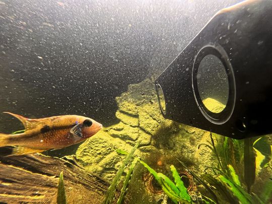 Bild 1: Einsatz der Stereo-Kamera unter Wasser Bild 1: Einsatz der Stereo-Kamera unter Wasser
