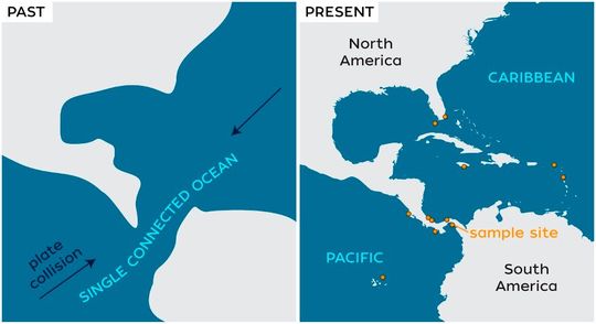 Entwicklung des Isthmus von Panama. Der Isthmus trennt den tropischen Ostpazifik vom Karibischen Meer. Er schloss sich vor etwa 2,8 Millionen Jahren.(Bild:  © Natalie Renier)