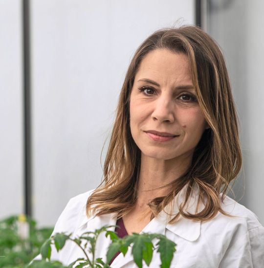 Prof. Rosa Lozano-Durán vom Zentrum für Molekularbiologie der Pflanzen(Bild:  F. Albrecht/Universität Tübingen)