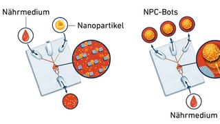 Die grafische Darstellung veranschaulicht die Herstellung von Mikrorobotern auf dem Lab-on-Chip (LoC). Im Zentrum befindet sich ein Reservoir, in dem die Zellen eingefangen werden. Anschließend werden die Nanopartikel injiziert. Nach etwa 30 Minuten verbinden sich beide Komponenten zu einem NPC-Bot. (Bild: ETH Zürich)