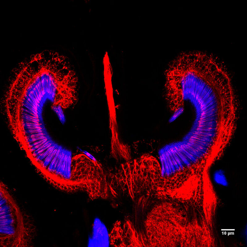 The mosquito's inner ear becomes visible under the microscope: the shimmering blue and red sensory cells are highly sensitive and convert the antenna's vibration into electrical impulses.
