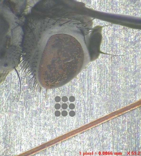 _0_05mm_Haar_Fliege ()