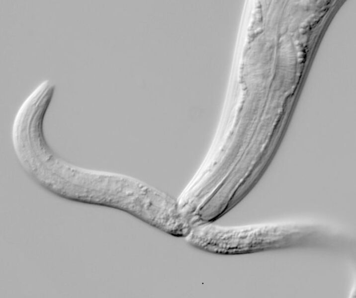 Der Fadenwurm Pristionchus pacificus mit schmalem Mund. Der Wurm kann damit vor allem Bakterien abgrasen. (Bild: MPI für Evolutionsbiologie)