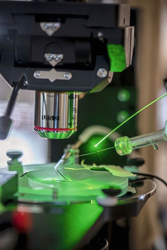 Mit Hilfe einer Technik namens Optogenetik kann die die Aktivität des Gehirns während des REM-Schlafs untersucht werden. (Bild:  © Pascal Gugler für Insel Gruppe)